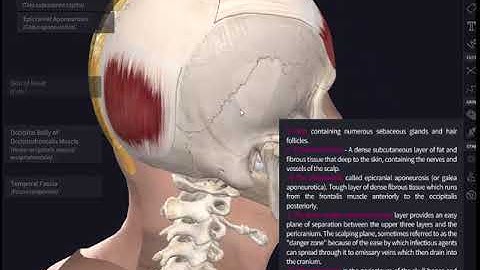 6 .01 Layers of the Scalp