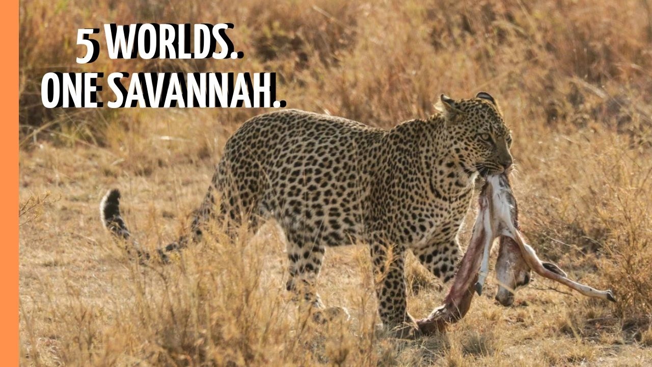 One Savannah, Five Hidden Worlds (2026)