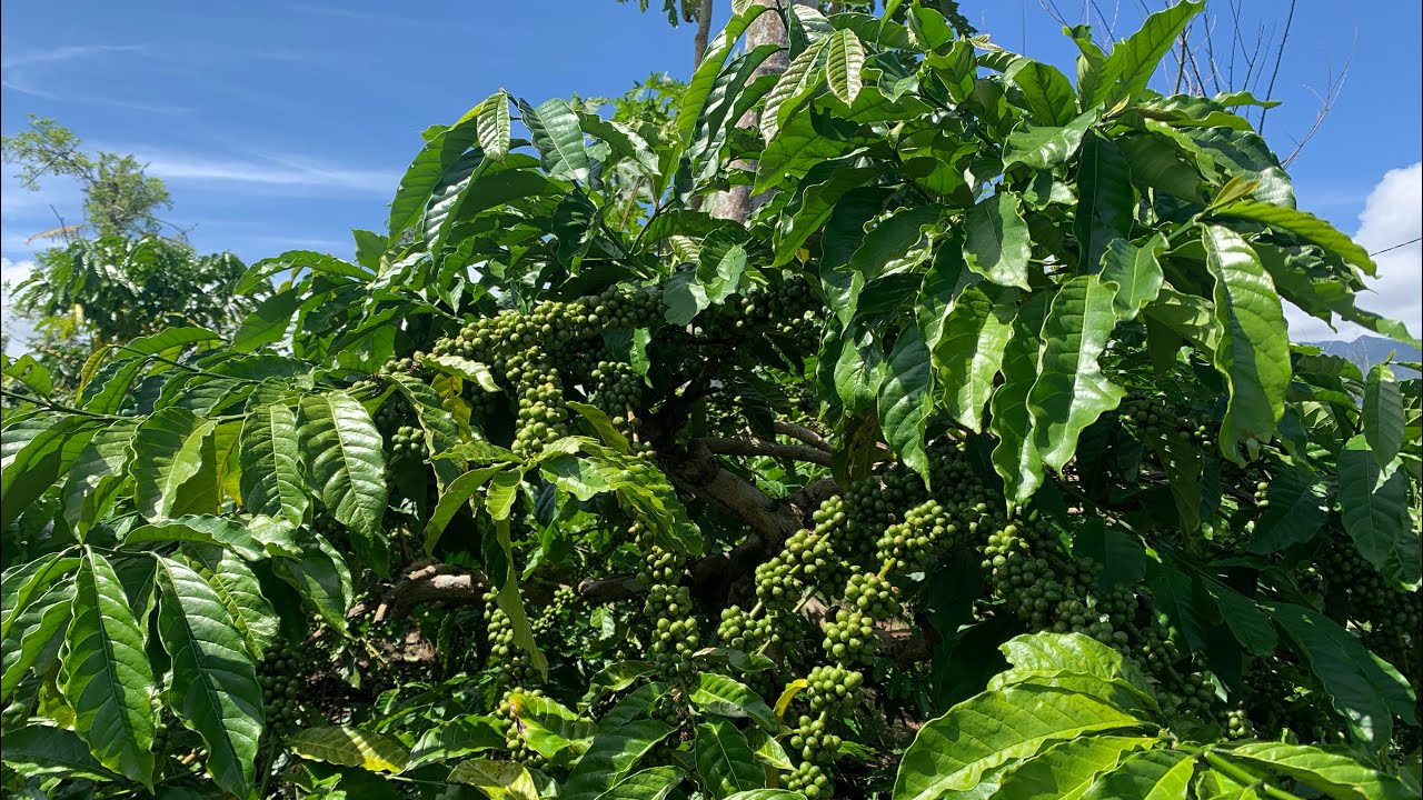 Pupuk Kopi  3 kali per tahun