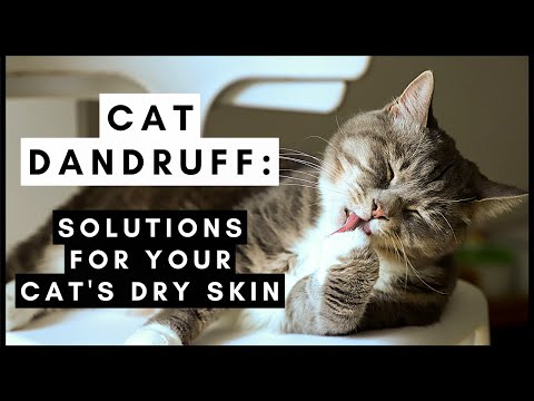 causes of dandruff in cats, how to get rid of it