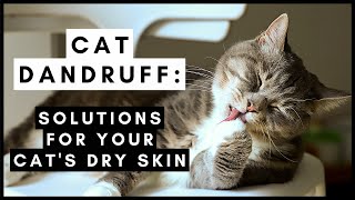 Cat Dandruff: Simple Solutions for Your Cat's Dry Skin