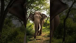 हाथी का गुस्सा देख के सब भाग गए 😱🐘 | Real Jungle Scene!”#wildlife #viral #danger elephant #trending