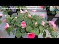 Velifer® Bioinsecticide/Miticide
