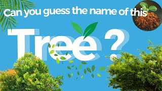 Branch Out Your Knowledge Ultimate Trees Quiz Quiz Brainy Bits
