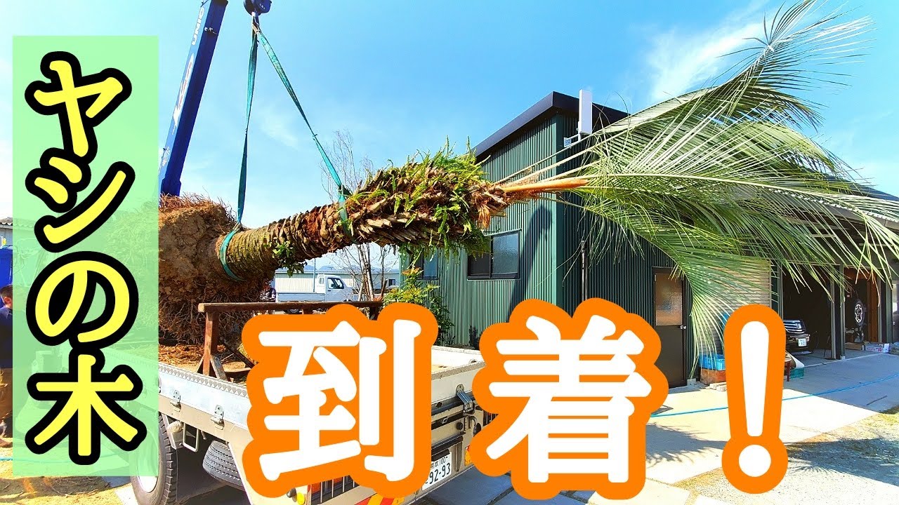 ついに！ヤシの木がやって来た！！植え込み！ - YouTube