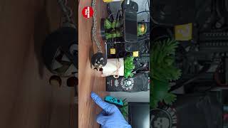 Little Chain Chomp eats Goomba #shorts  #pets #mario   #animation