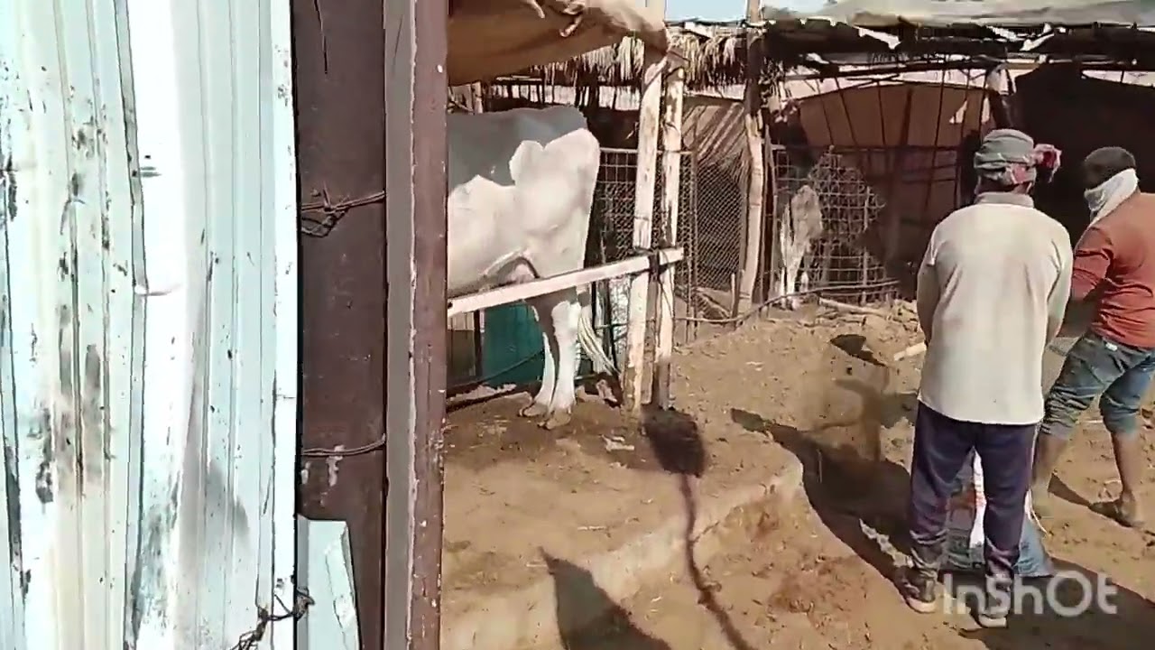 Arjun content Twitter 