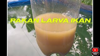 PAKAN LARVA MUDAH MURAH
