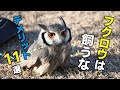 【フクロウを飼いたい方へ】飼う前に知るべきデメリット11選