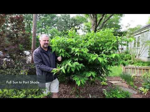 Video: Viburnum Ground Covers – Seznamte se s rostlinami Viburnum, které se šíří