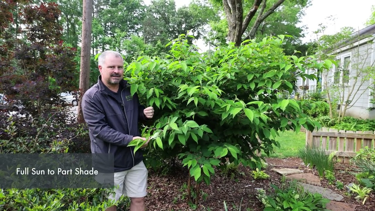Калина 'Шаста' — Viburnum plicatum f. войлочный 'Шаста'