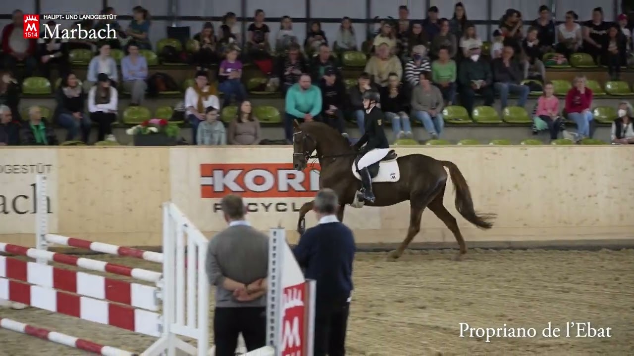 Propriano de l'Ebat - Hengstpräsentation April 2022