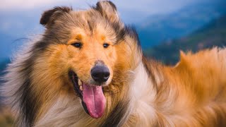 The Advantages of Collie Ownership💥 Loyalty, Intelligence, and Beauty #2💚 by Pets Avenues 72 views 11 months ago 2 minutes, 48 seconds