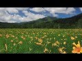 夏の思い出 東京ソフィア女声合唱団 夏の思い出 東京ソフィア女声合唱団