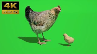 033 - Green Screen | Chroma Key | Animal 4K | hen, chick, chicken