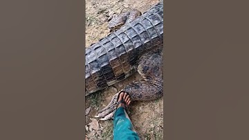 besar nya buaya sungai dipedalaman kalimantan,