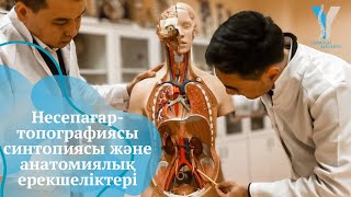 Несепағар - топографиясы, синтопиясы және анатомиялық ерекшеліктері