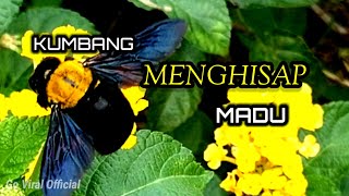 KUMBANG MENGHISAP MADU