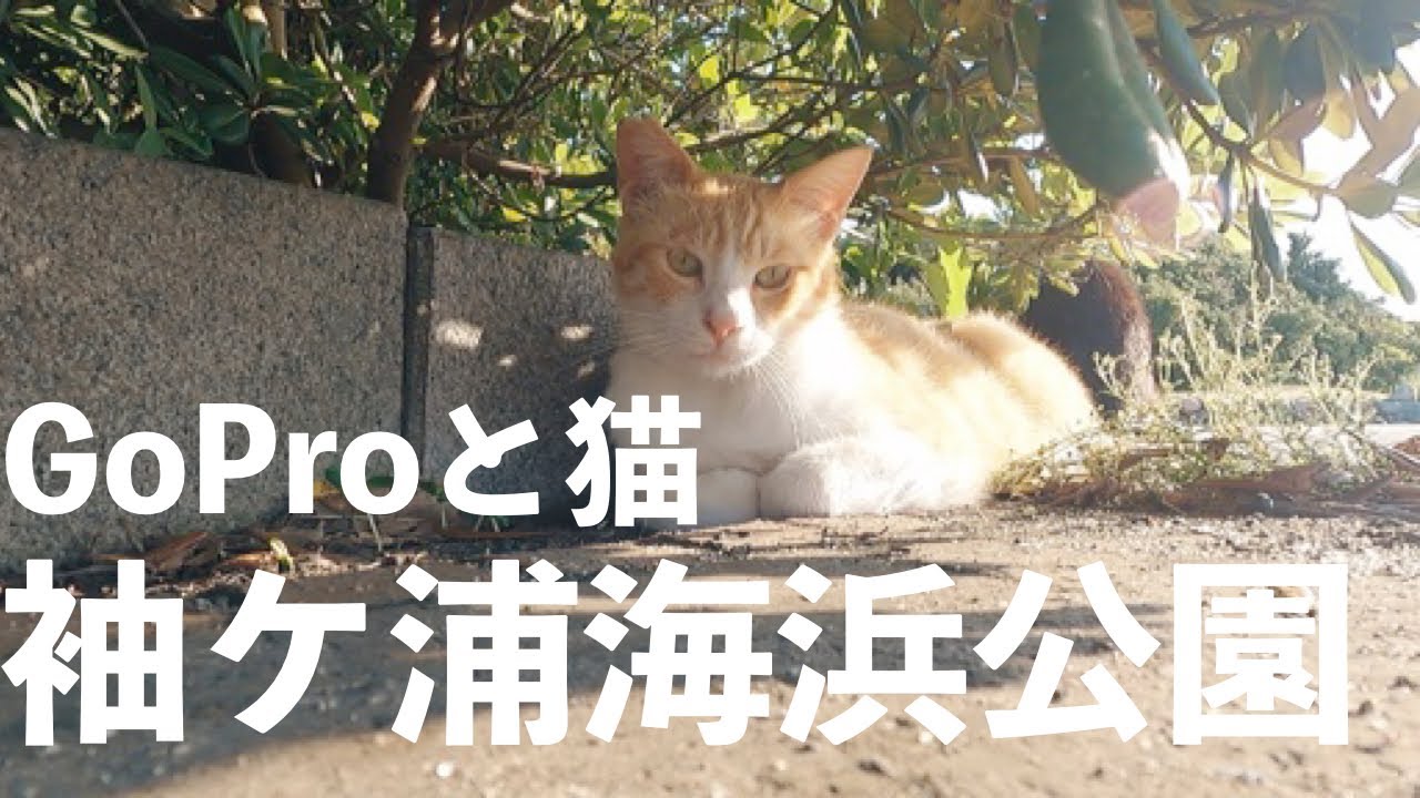 VLOGアフレコ】袖ケ浦海浜公園、やっぱり猫が好き - YouTube
