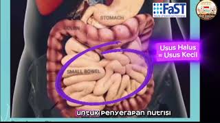 Serat itu apa ya dan ini dia rangkuman perjalanan makanan. KILIK 28 bagian 12 (final)