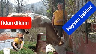 Hayvan Bakimi Ve Fi̇dan Di̇ki̇mi̇ Ilk Baharın Gelmesiyle Köyde Yaşam