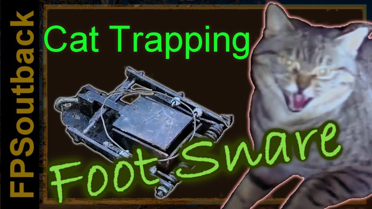 Feral Cat Trapping With The Foot Snare Youtube