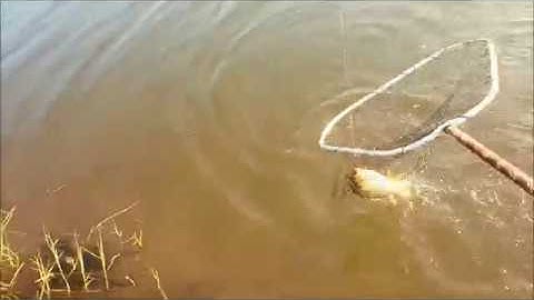 Cần tay VS với cần lục ai sẽ thắng | Câu cá chép sông lên hàng