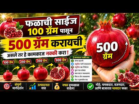 फळाची साईज 100 ग्रॅम पासून 500 ग्रॅम करायची असले तर हे कामकाज नक्की करा!।#Doctor_Kisan#फळबाग#market।