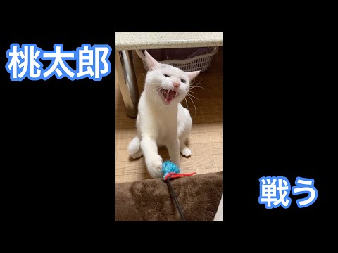 戦う猫 4