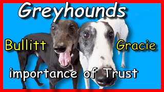 GREYHOUND dogs, the truth!