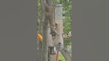 Squirrel Proof Bird Feeders - Not!
