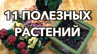 Самые полезные и неприхотливые комнатные растения