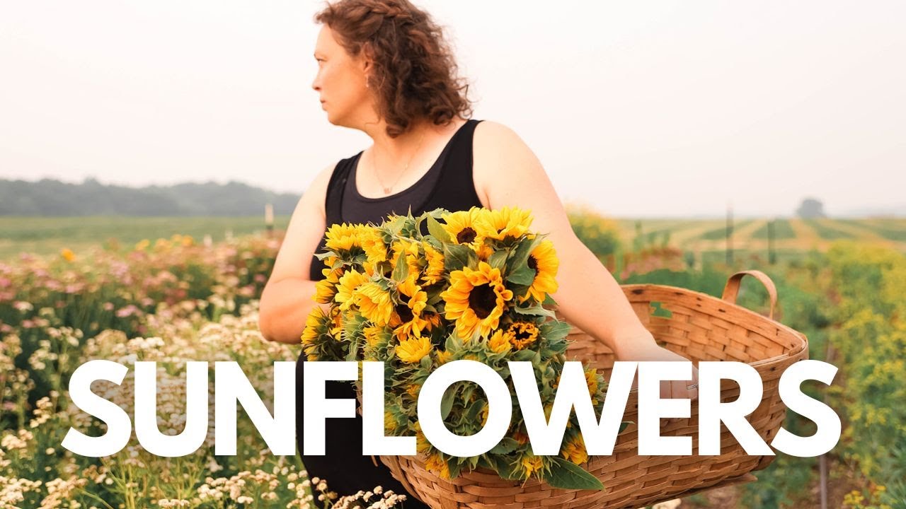 How I Grow This Iconic Flower – My Method for Sunflowers - YouTube