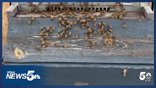 Local Beekeeper Warns Bee Colonies Are Dying Because Of All Warm Days This Winter