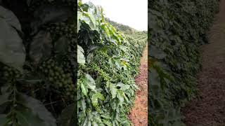 Beralih Tanam Kopi Sistem Pagar