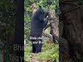 Tag your bhalu🐻🐻 #shorts #bear