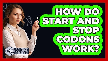 How Do Start and Stop Codons Work?