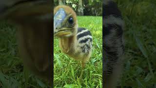 It's world cassowary day! Meet our adorable cassowary chick Fergo!