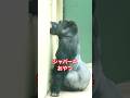 Shabani's snack【東山動物園ゴリラ】 #gorilla