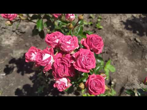 РУБИ СТАР (Ruby Star), Interplant Нидерланды, 2006 год.  Спрей (Spray)