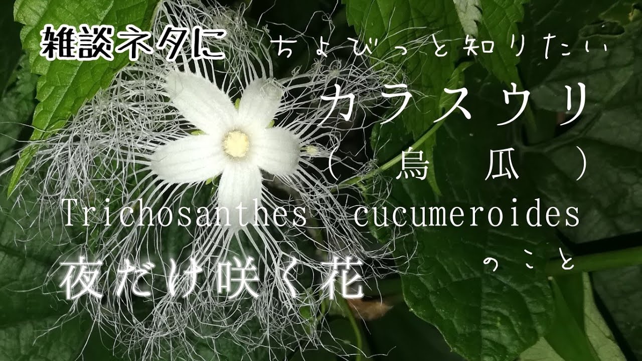 自然vlog100 植物紹介 カラスウリ 烏瓜 Trichosanthes Cucumeroides 夜だけ咲く花 天花粉 Youtube