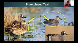 Lth Webinar: How to Identify Teal - an early Teal Season Special