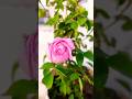 Kitna Haseen Hai Ye Ek Sapna💕 #flowers #naturelovers #viral #love #oldsong #lovelyflowers #love