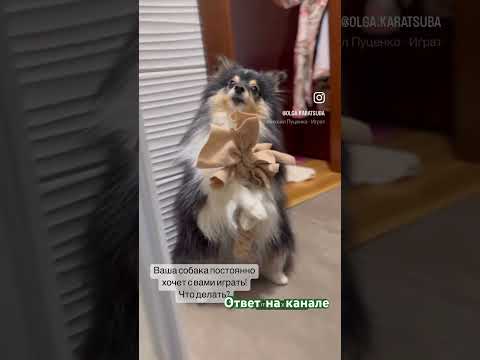 Заходи на канал #дрессировкащенка #дрессировка #dog #трюки #shelty #dogfitness #montenegro
