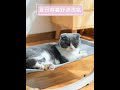 MEOW喵 木質貓咪兩用吊床