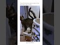 whn your cat acts like she never ate before #cat #cute #paws #kitten #pets #funny #trending #viral