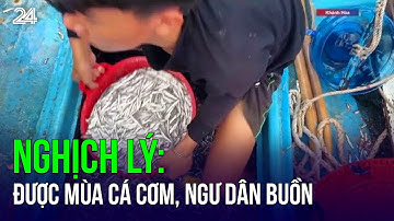 Nghịch lý: Được mùa cá cơm, ngư dân buồn | VTV24
