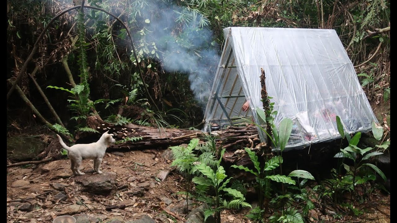 Build an A-shaped bamboo shelter for survival shelter in heavy rain ...