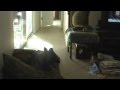 Pasadena California dog training Pasadena California dog training