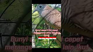 Download Lagu Suara pikat perkutut - mengundang perkutut lain bunyi4553 MP3